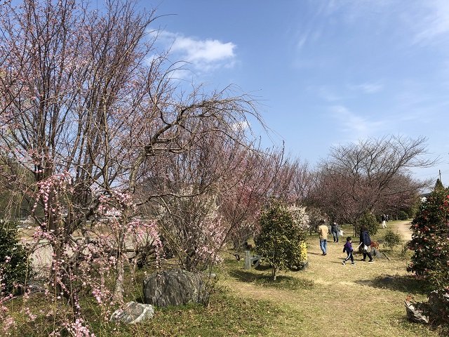 ２-25河津桜