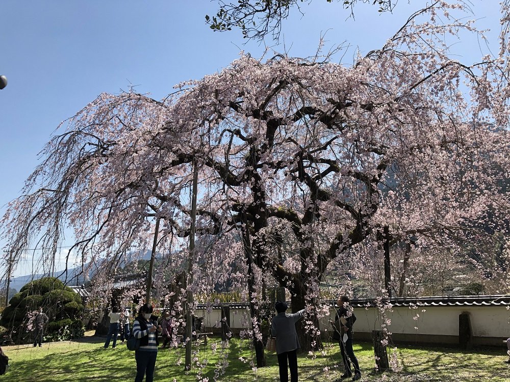 3-26神山の枝垂れ桜