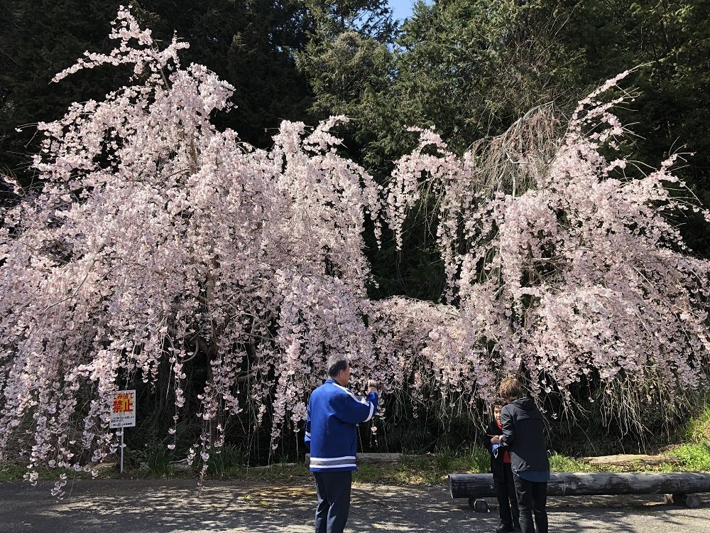 3-26神山枝垂れ桜