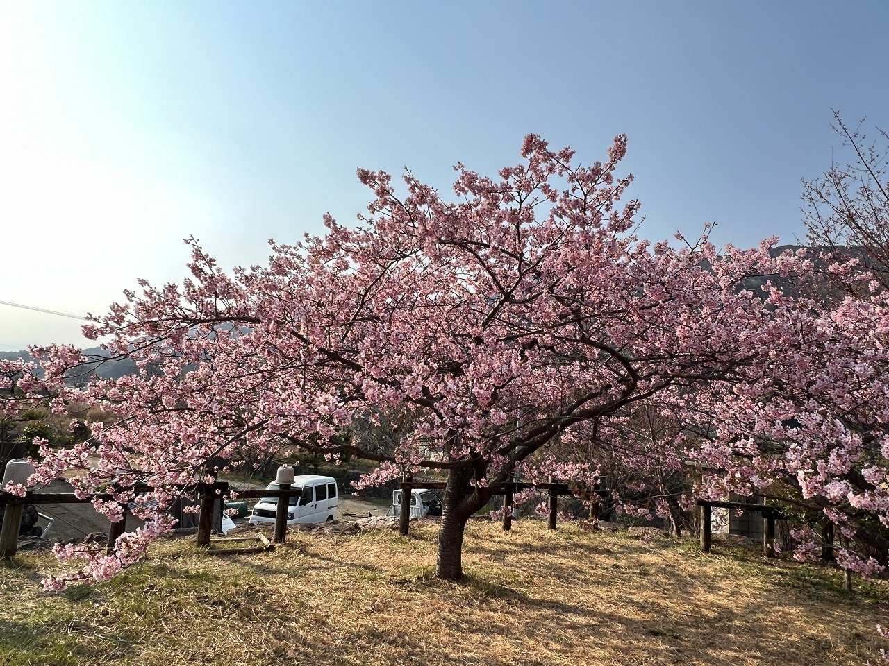3-10河津桜