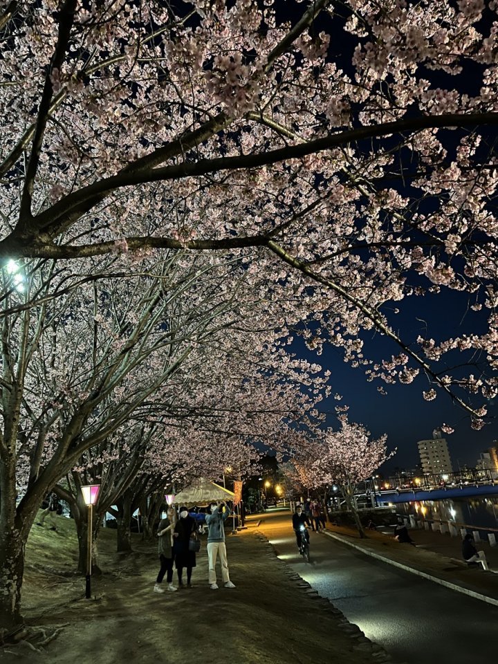 3-11夜桜