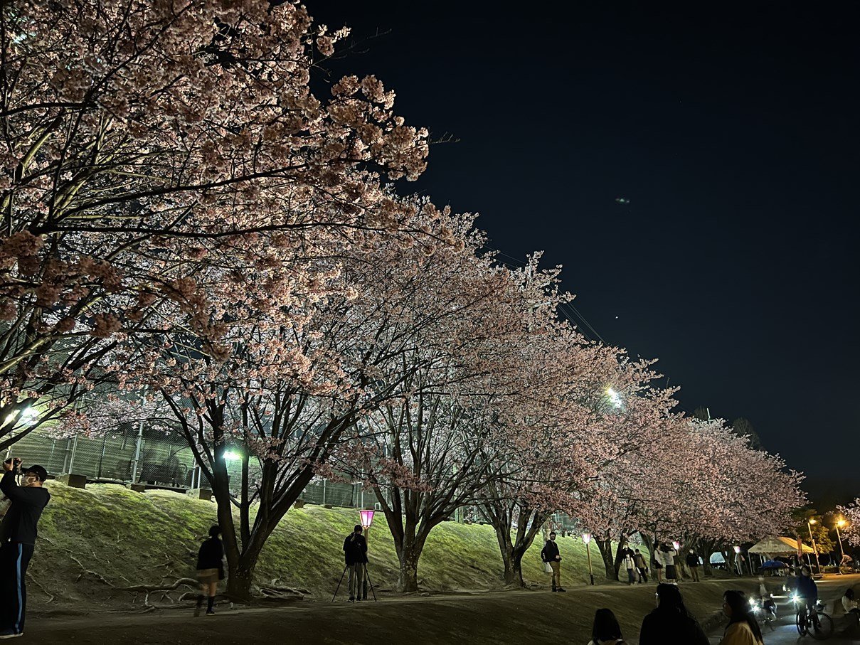 3-11夜桜